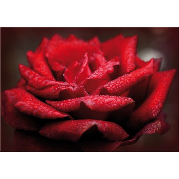 Stampa su tela con immagini floreali design moderno Red Rose