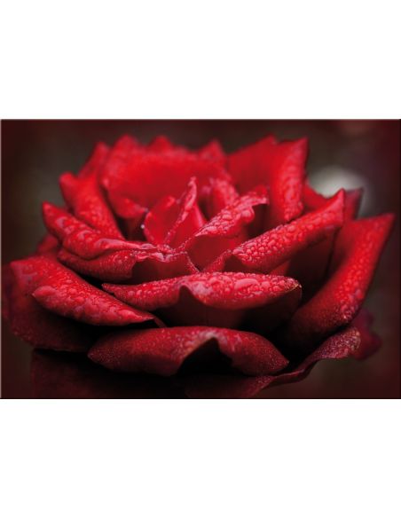 Stampa su tela con immagini floreali Red Rose