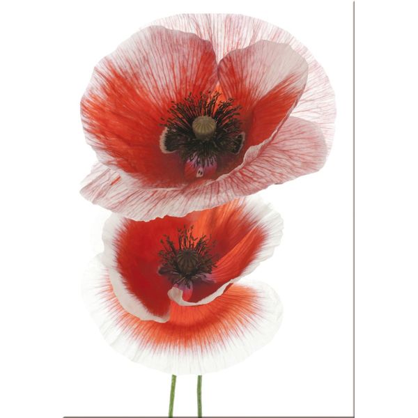 Quadro per soggiorno moderno Poppies | Quadretti con fiori