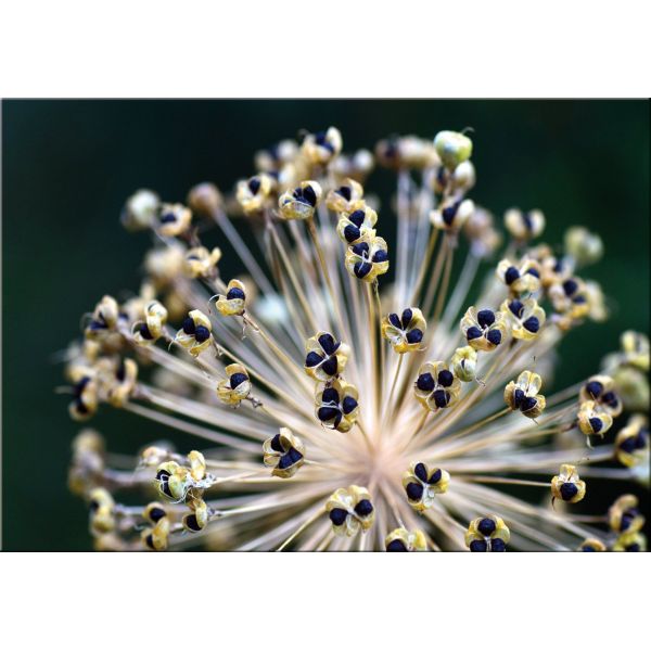 Stampa su tela con immagini floreali Leek | Quadretti con fiori