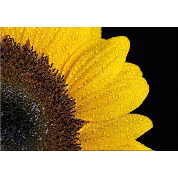 Quadro moderno su tela Sun Flower | Quadri di fiori